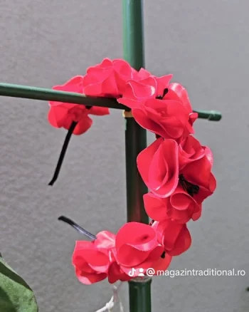 Coronita lucrata manual 18